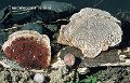 Daedaleopsis tricolor-amf1156